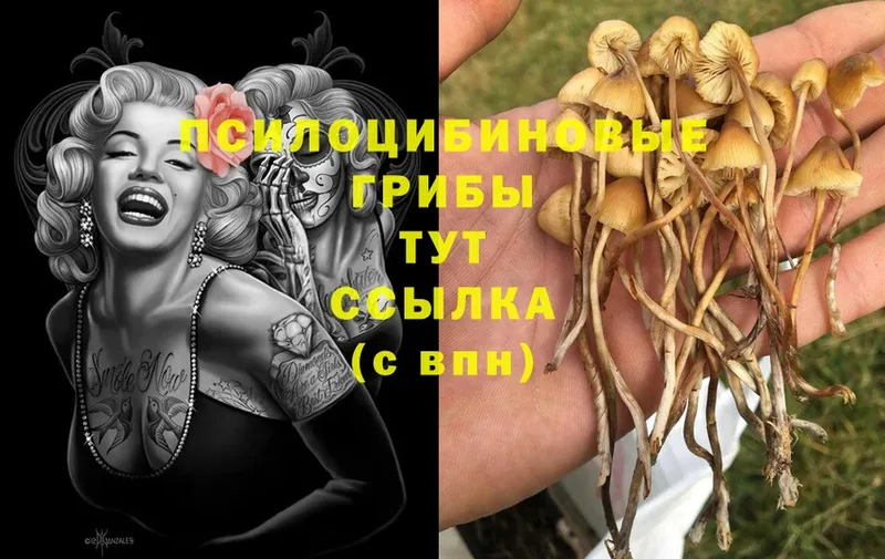 купить закладку  Чита  Галлюциногенные грибы Cubensis 